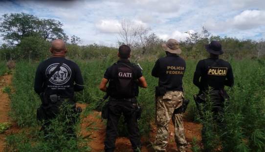 POLÍCIA ERRADICA 24.000 PÉS DE MACONHA