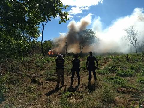 OPERAÇÃO ERRADICA PLANTIO DE MACONHA EM CABROBÓ