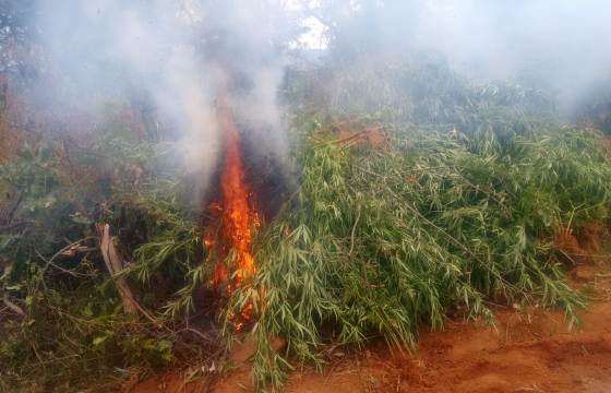 PM INCINERA QUASE 8.000 PÉS DE MACONHA