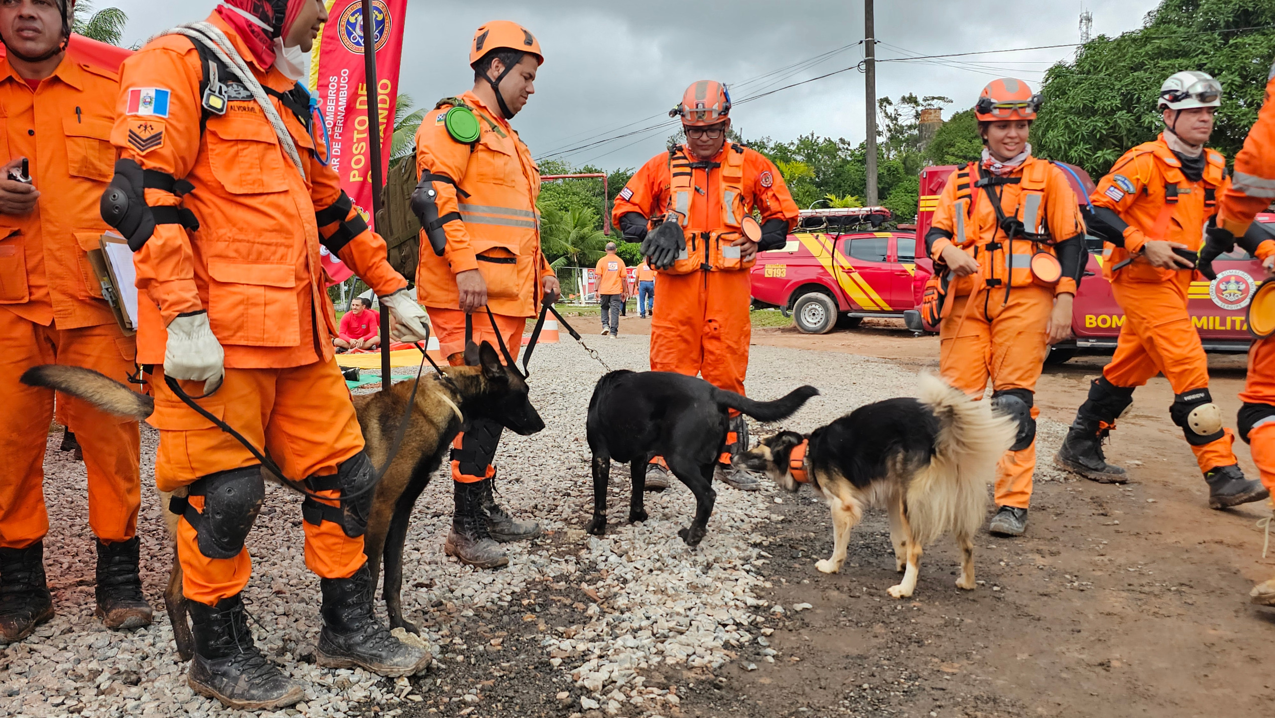 Cães de resgate do Corpo do Bombeiros de Pernambuco reforçam operações nacionais de busca e salvamento