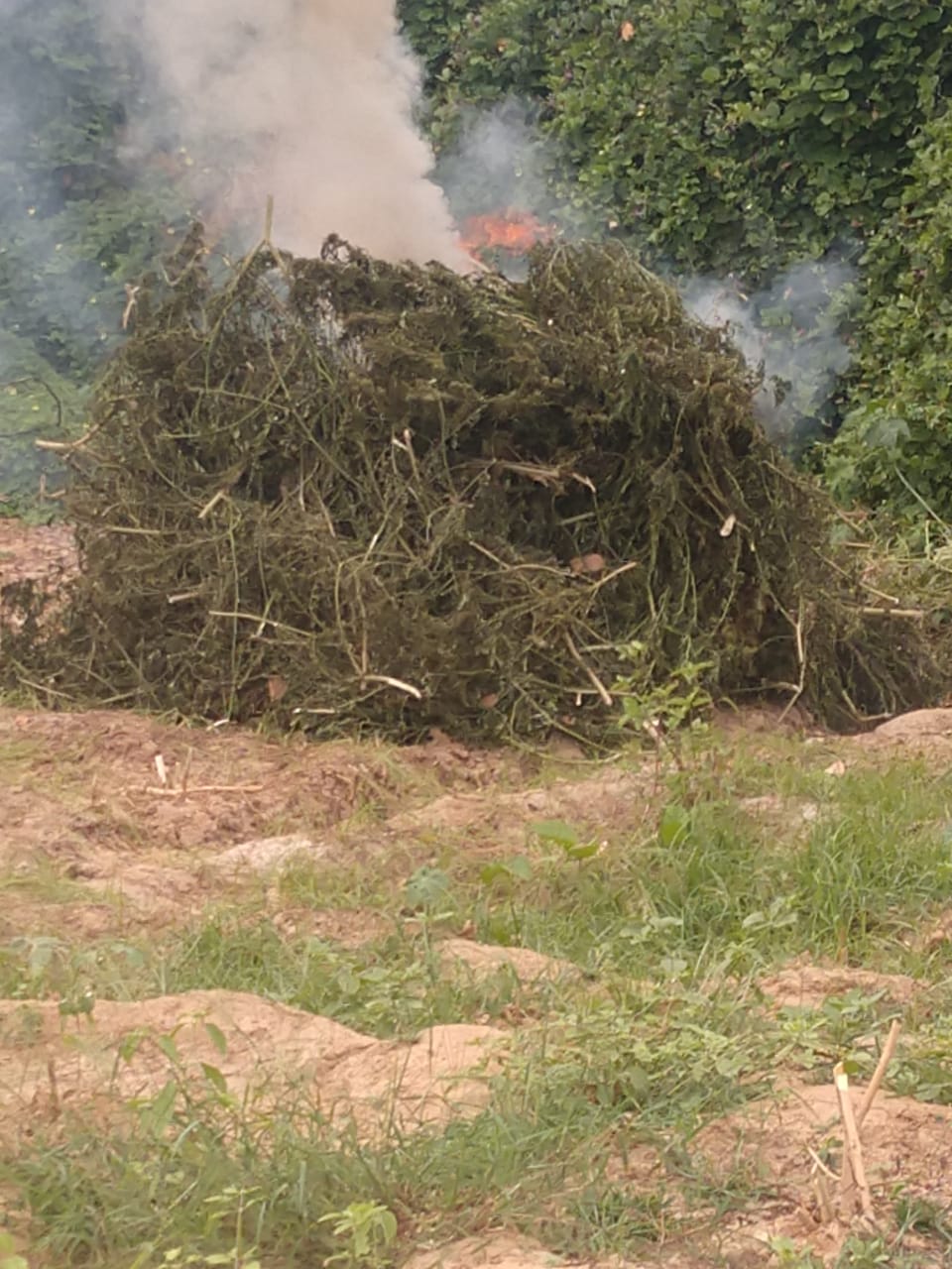 PMPE E PF ERRADICAM PLANTAÇÃO DE MACONHA EM OROCÓ