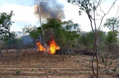 Mais de 15 mil pés de maconha erradicados no Sertão