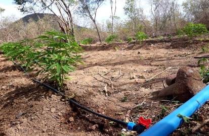 BEPI MACONHA 2 04 02 19