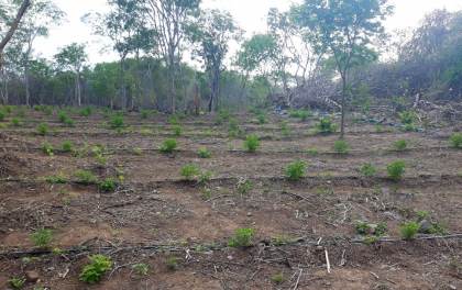 BEPI MACONHA 3 04 02 19