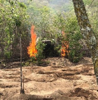 BEPI MACONHA CUTSTÓDIA 15.02 8