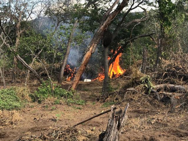 MACONHA CARNAUBEIRA 31.05 2