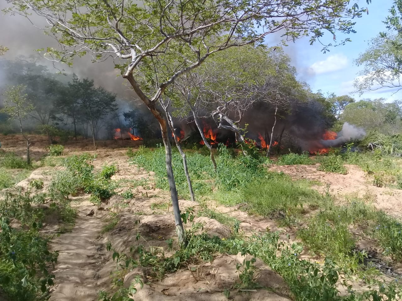 MACONHA INCINERADA SERRA 30.04.2019