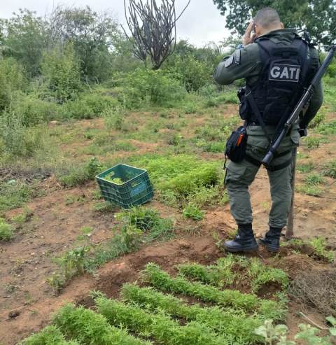 MACONHA SERTÃO 28.03 1